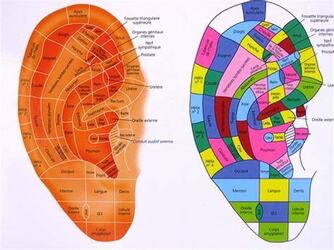 oreille points zones, cartographie (somatotopie auriculaire)